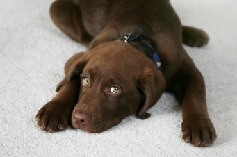 Removing Pet Odor from Carpet